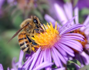 European_honey_bee_extracts_nectar