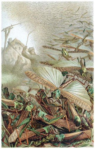 766px-A_swarm_of_locusts_(cleaned)_-_Emil_Schmidt