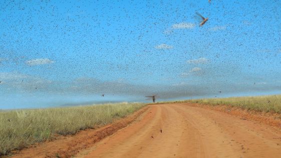 Swarm_of_Locusts